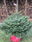 Jodła rosnąca w donicy 100-130 cm