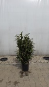 Laurowiśnia "Genolia" 80-100cm