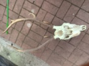 Trofeum myśliwskie Poroże 