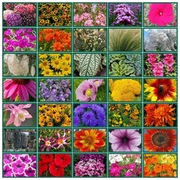 MAXI KOLEKCJA KWIATOWA - 35 opakowań - która upiększy każdy ogród.