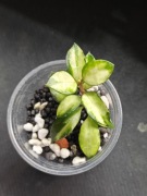 Hoya lacunosa Bruno tricolor -sadzonka ukorzeniona