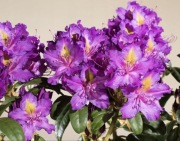 Różanecznik 'Libretto' P9 rododendron, rhododendron