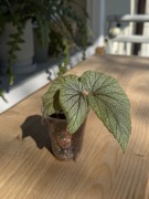 begonia sinbad | sadzonka rosnąca