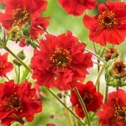 Kuklik chilijski bylina wieloletnia sadzonka 