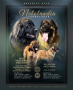 LEONBERGER szczeniaki