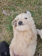 pieski Golden retriver 