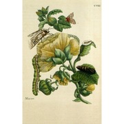 Maria Sibylla MERIAN REPRODUKCJA ślaz