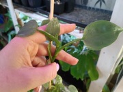 philodendron silver queen-cięty