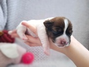 DELTA Jack Russell Terrier