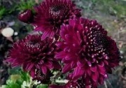 Chryzantema zimująca bordowa