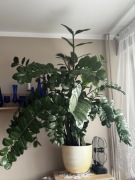 Zamioculcas zamiifolia ~ 120cm