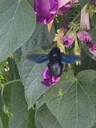 Miód- rzepak+gorczyca lipa+akacja fasola+lipa i fasolowy