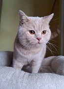 Kot brytyjski kremowy reproduktor FPL