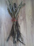 Chmiel pospolity, sztobry, 10szt.