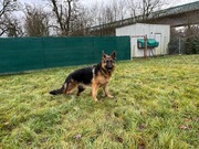 owczarek niemiecki krótkowłosy suka 