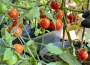 Pomidor Tumbling Tom Red karłowe nasiona kolekcjonerskie