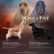 Szczenięta rasy cocker spaniel angielski