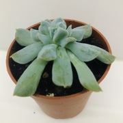 Echeveria „Topsy Turvi”, kolekcjonerska