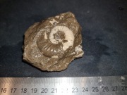 6. Amonit Gnaszyn Polska naturalna skamielina amonit okaz kolekcjonerski