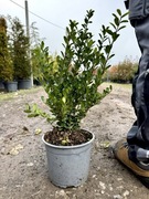 Ilex crenata Green Hedge, Caroline Upright, ostrokrzew karbow, 30-40cm