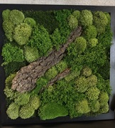 Obraz z mchu i roślin stabilizowanych 