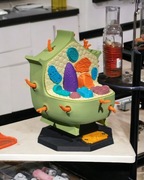 Model komórki roślinnej Druk 3D