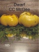 165-Dwarf CC McGee. Pomidory kolekcjonerskie.