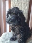 Cockapoo F1b, xs, brązowe, pieski i suczki, tata FCI biało/ czarny