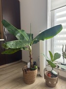 Roślina duży bananowiec 