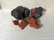 Czaga błyskoporek podkorowy huba brzozowa.