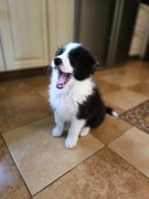 Border Collie po Championach Polski ZKwP/FCI