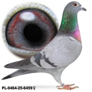 Samica 100 % Jan Hooymans Inbred na "Harry"