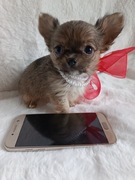 Chihuahua  suczka  Xs dziewczynka dlugowlosa   zarezerwowana 