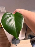 Monstera Deliciosa var, Sierrana - sadzonka pędowa z aktywnym oczkiem