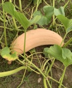 Nasiona dyni - bananowa - Pink Banana Jumbo