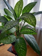 Difenbachia - kwiat doniczkowy 120cm