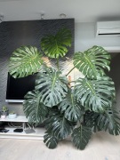 Monstera wysokość około 2m