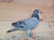 Młody Schalie po oryg A&W Drapa 4x Inbred Pokerface 12x1 konk x Skyfaghter 