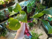 epipremnum 2 odmiany