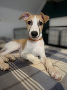 Chart Angielski Whippet (szczeniak)