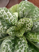 Skrętnik Pretty Turtle