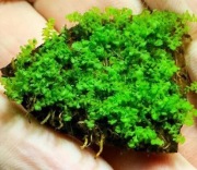 Bucephalandra moss. Bardzo rzadko dostępny, prześliczny diament wśród mchów