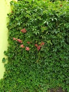 Winobluszcz  duże donice 200-300 cm