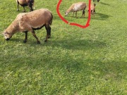 Pilne ! Owca kameruńska 8 miesięcy 