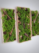 Dekoracja ścienna z mchu zestaw 3 ramek 