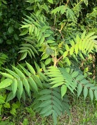 Sumak octowiec sadzonki 