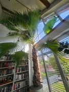 Palma waszyngtonia Trachycarpus fortunei +6 metrów