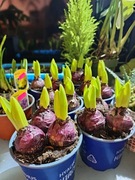 Hiacynt w doniczce - 3 cebule - Hyacinthus - kwitnąca roślina