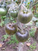 Pride of Flanders pomidor kolekcjonerski