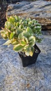Grubosz Curly Green Variegata 